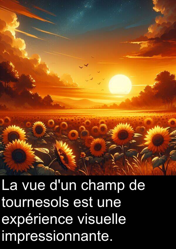 vue: La vue d'un champ de tournesols est une expérience visuelle impressionnante.