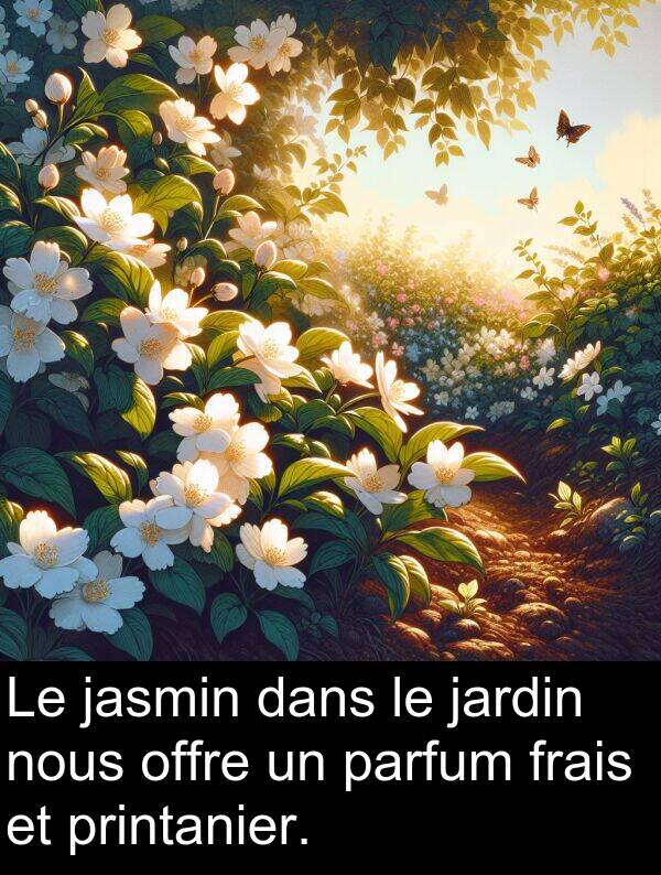 jasmin: Le jasmin dans le jardin nous offre un parfum frais et printanier.