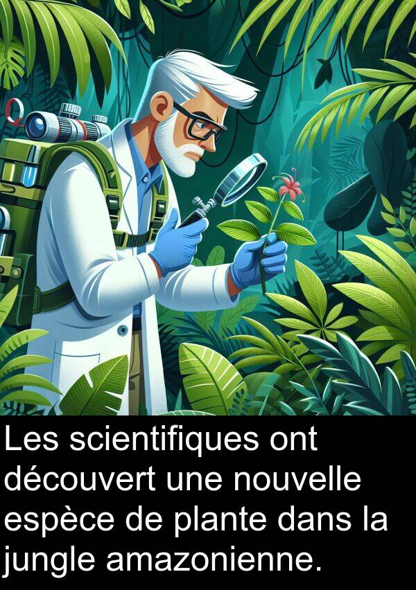jungle: Les scientifiques ont découvert une nouvelle espèce de plante dans la jungle amazonienne.