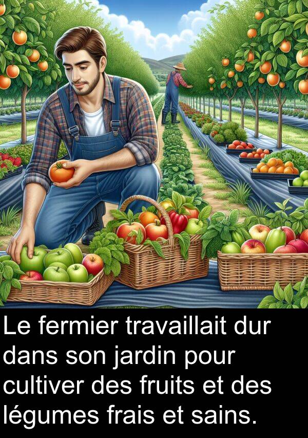 sains: Le fermier travaillait dur dans son jardin pour cultiver des fruits et des légumes frais et sains.