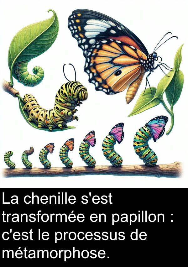 processus: La chenille s'est transformée en papillon : c'est le processus de métamorphose.