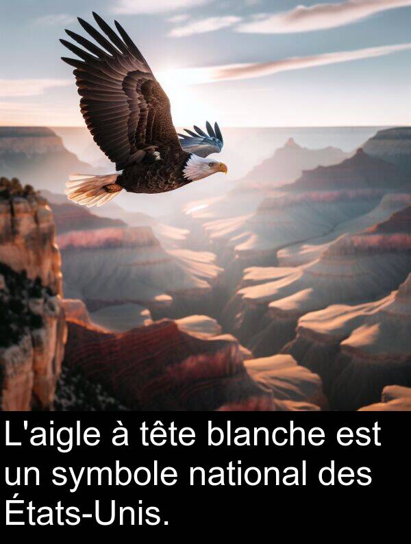 blanche: L'aigle à tête blanche est un symbole national des États-Unis.