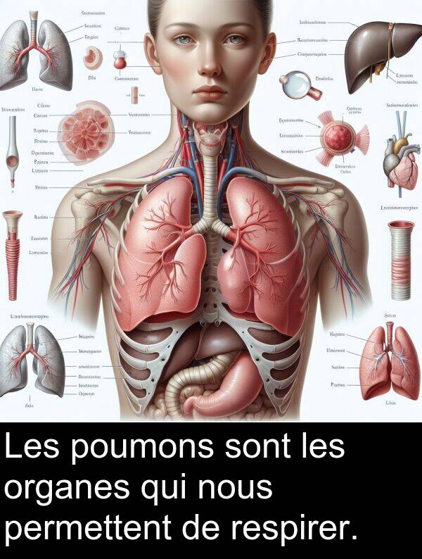 sont: Les poumons sont les organes qui nous permettent de respirer.