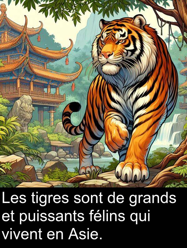 félins: Les tigres sont de grands et puissants félins qui vivent en Asie.