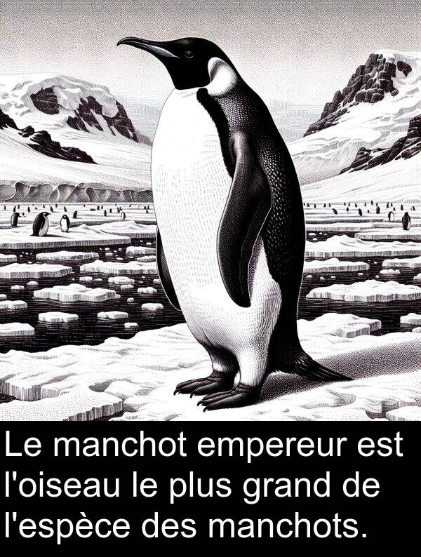 manchots: Le manchot empereur est l'oiseau le plus grand de l'espèce des manchots.