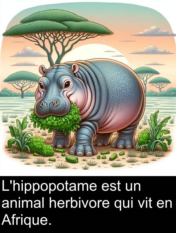 herbivore: L'hippopotame est un animal herbivore qui vit en Afrique.