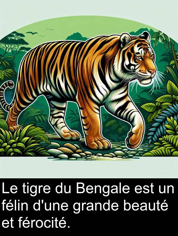 beauté: Le tigre du Bengale est un félin d'une grande beauté et férocité.