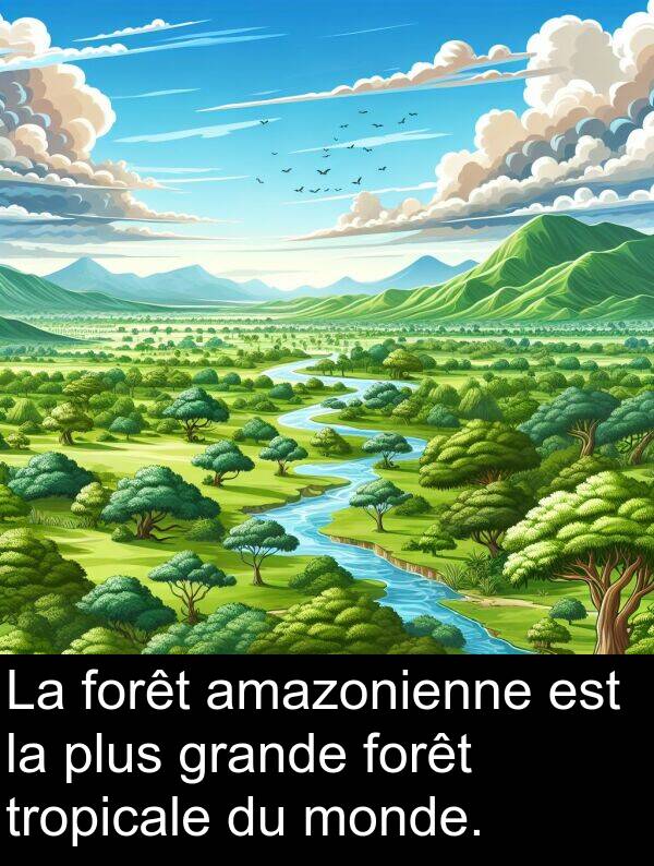 tropicale: La forêt amazonienne est la plus grande forêt tropicale du monde.