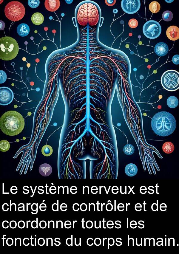 fonctions: Le système nerveux est chargé de contrôler et de coordonner toutes les fonctions du corps humain.