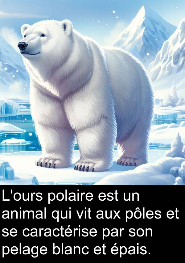 blanc: L'ours polaire est un animal qui vit aux pôles et se caractérise par son pelage blanc et épais.