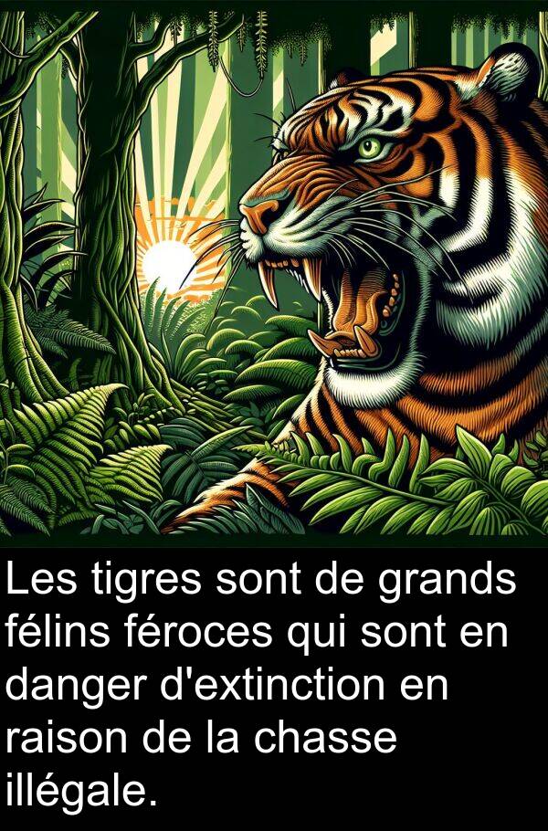 raison: Les tigres sont de grands félins féroces qui sont en danger d'extinction en raison de la chasse illégale.