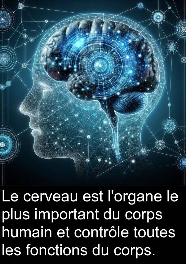 important: Le cerveau est l'organe le plus important du corps humain et contrôle toutes les fonctions du corps.