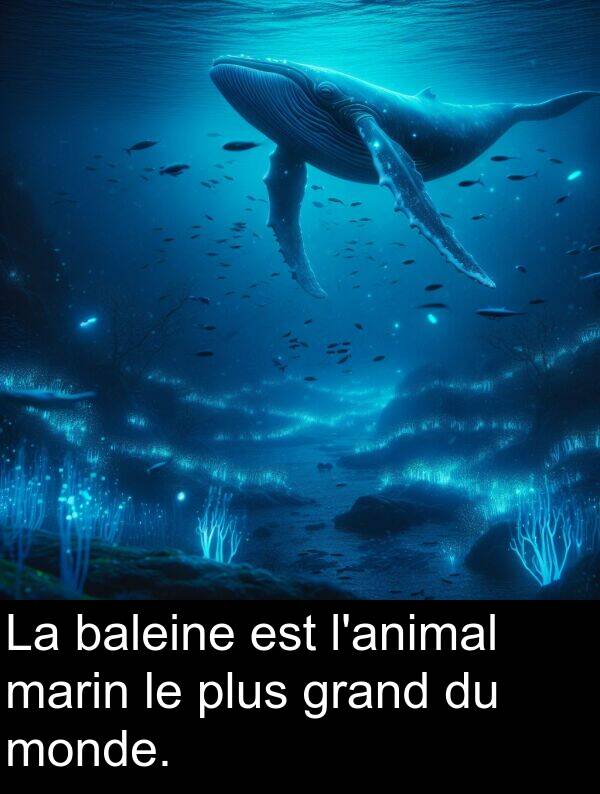 baleine: La baleine est l'animal marin le plus grand du monde.