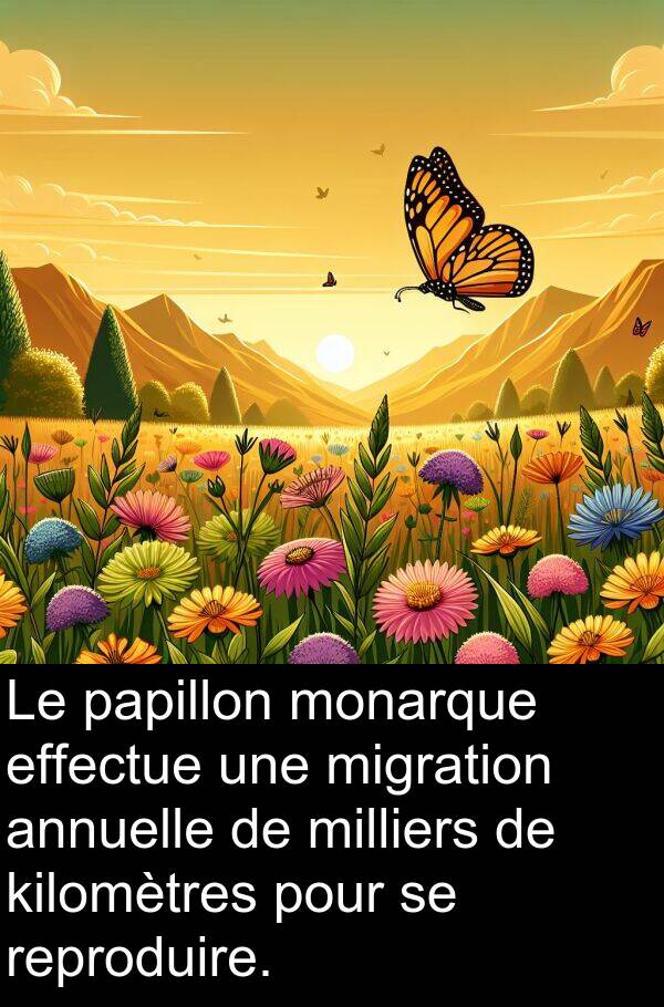 effectue: Le papillon monarque effectue une migration annuelle de milliers de kilomètres pour se reproduire.