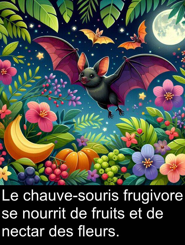 nectar: Le chauve-souris frugivore se nourrit de fruits et de nectar des fleurs.