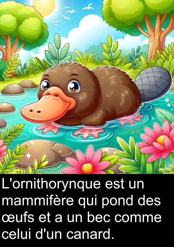 bec: L'ornithorynque est un mammifère qui pond des œufs et a un bec comme celui d'un canard.