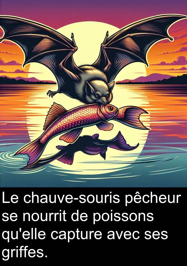 capture: Le chauve-souris pêcheur se nourrit de poissons qu'elle capture avec ses griffes.