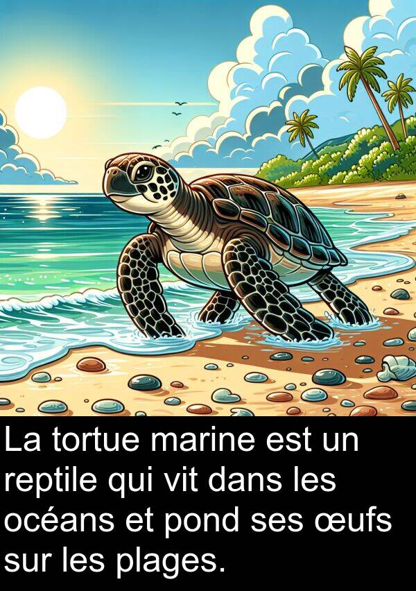 océans: La tortue marine est un reptile qui vit dans les océans et pond ses œufs sur les plages.