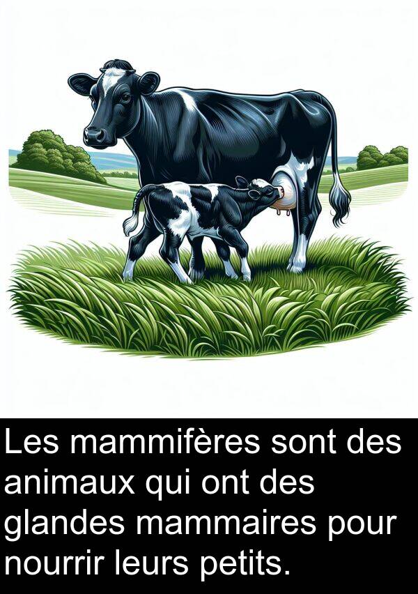 leurs: Les mammifères sont des animaux qui ont des glandes mammaires pour nourrir leurs petits.