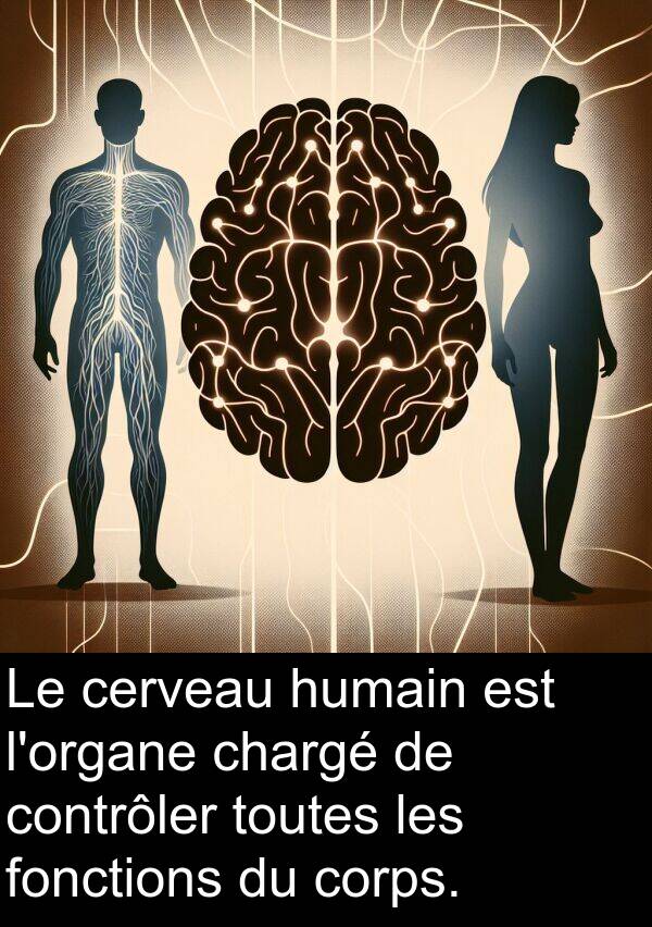 fonctions: Le cerveau humain est l'organe chargé de contrôler toutes les fonctions du corps.