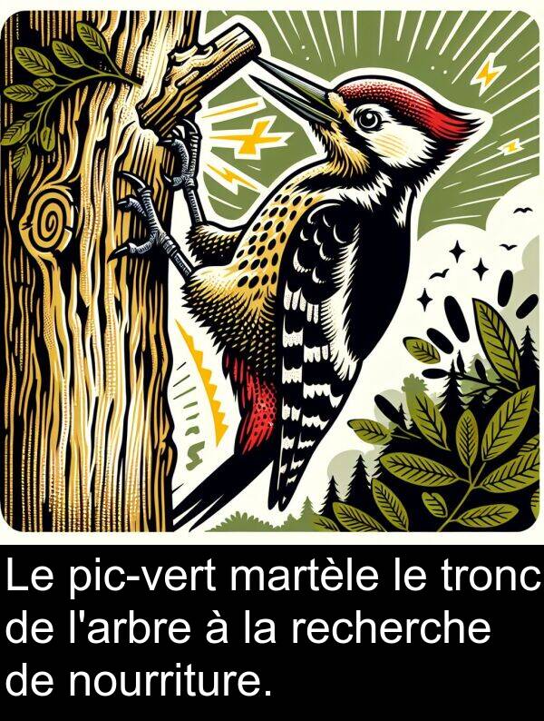 tronc: Le pic-vert martèle le tronc de l'arbre à la recherche de nourriture.