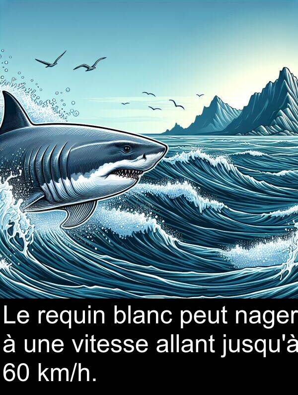 blanc: Le requin blanc peut nager à une vitesse allant jusqu'à 60 km/h.