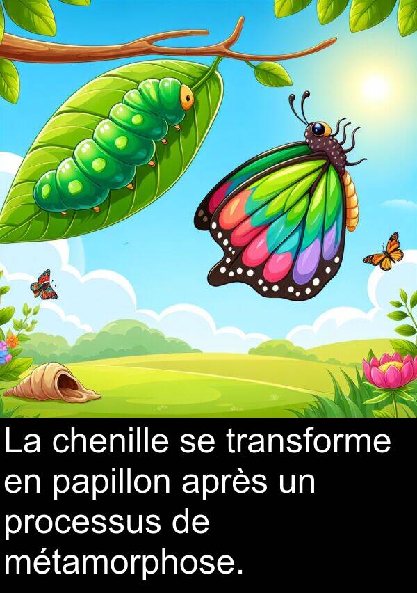 processus: La chenille se transforme en papillon après un processus de métamorphose.