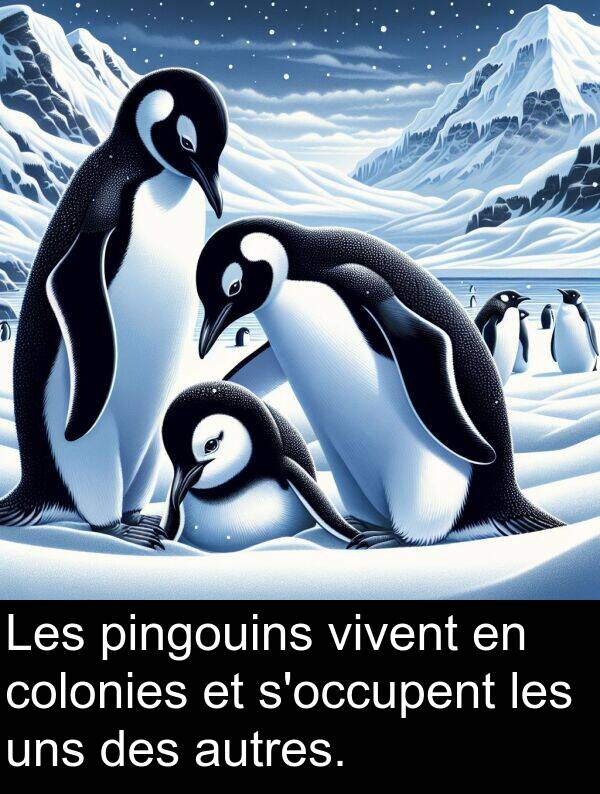 vivent: Les pingouins vivent en colonies et s'occupent les uns des autres.