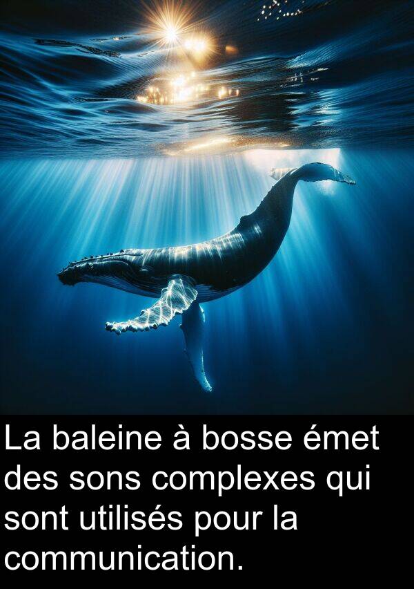 baleine: La baleine à bosse émet des sons complexes qui sont utilisés pour la communication.