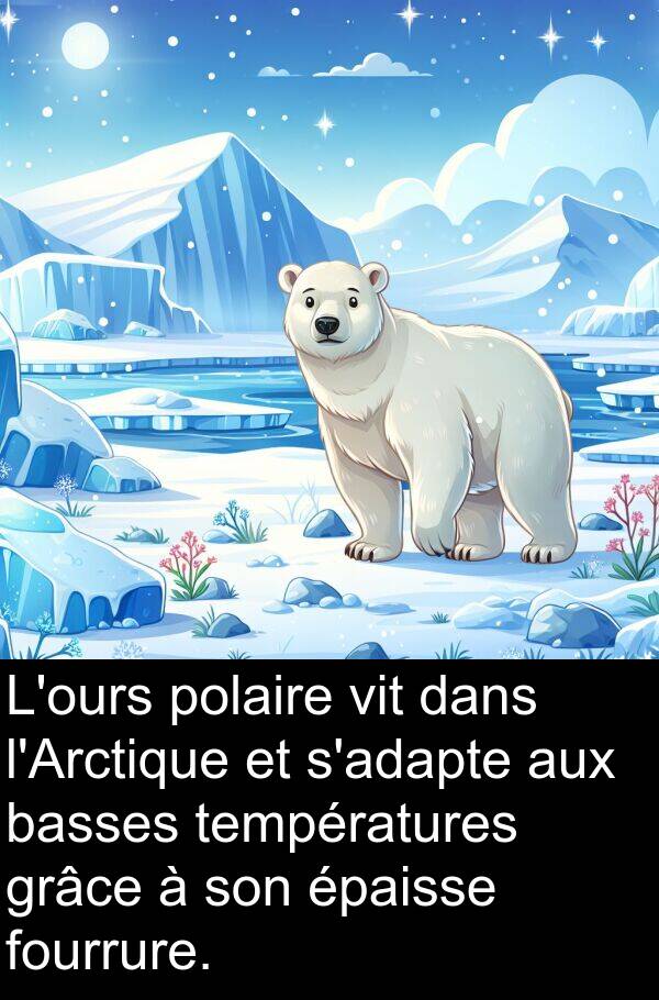 vit: L'ours polaire vit dans l'Arctique et s'adapte aux basses températures grâce à son épaisse fourrure.