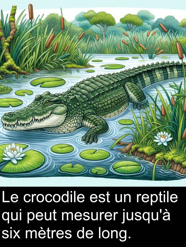 reptile: Le crocodile est un reptile qui peut mesurer jusqu'à six mètres de long.