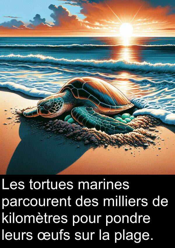 leurs: Les tortues marines parcourent des milliers de kilomètres pour pondre leurs œufs sur la plage.