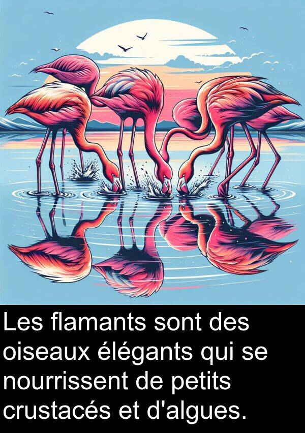flamants: Les flamants sont des oiseaux élégants qui se nourrissent de petits crustacés et d'algues.