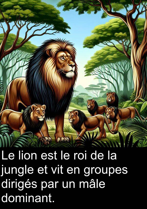 jungle: Le lion est le roi de la jungle et vit en groupes dirigés par un mâle dominant.