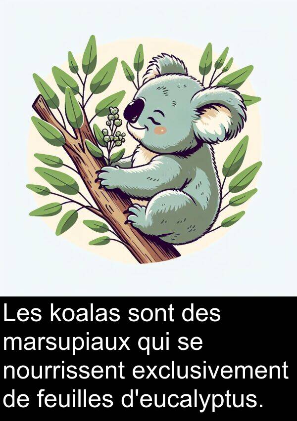 marsupiaux: Les koalas sont des marsupiaux qui se nourrissent exclusivement de feuilles d'eucalyptus.