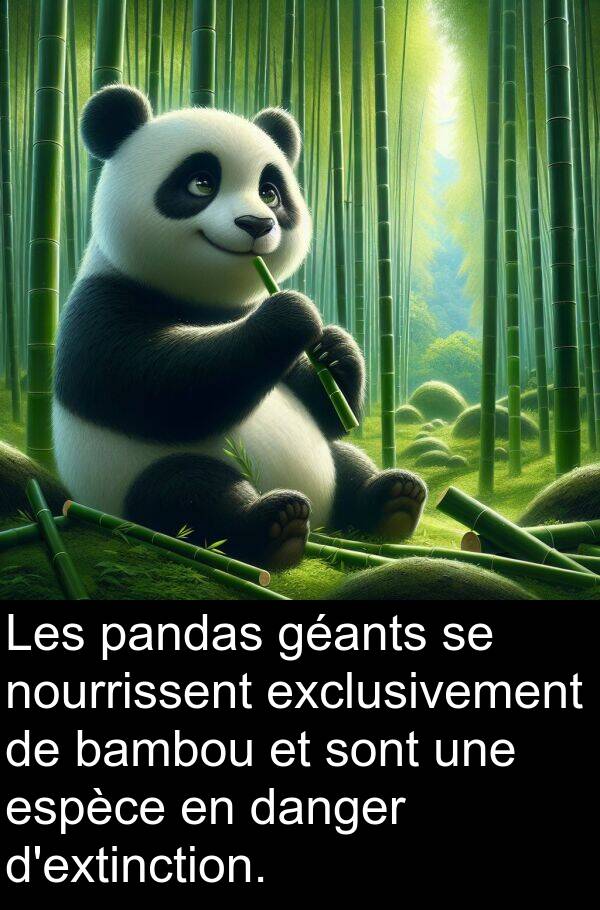 danger: Les pandas géants se nourrissent exclusivement de bambou et sont une espèce en danger d'extinction.