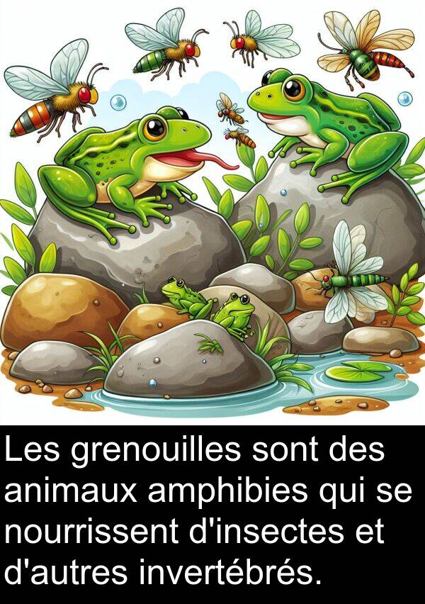 invertébrés: Les grenouilles sont des animaux amphibies qui se nourrissent d'insectes et d'autres invertébrés.