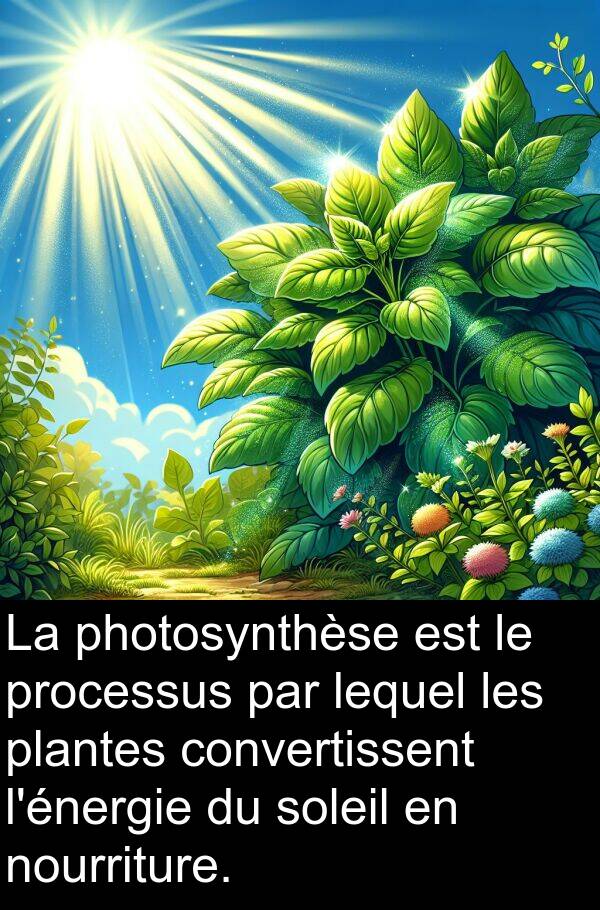 convertissent: La photosynthèse est le processus par lequel les plantes convertissent l'énergie du soleil en nourriture.