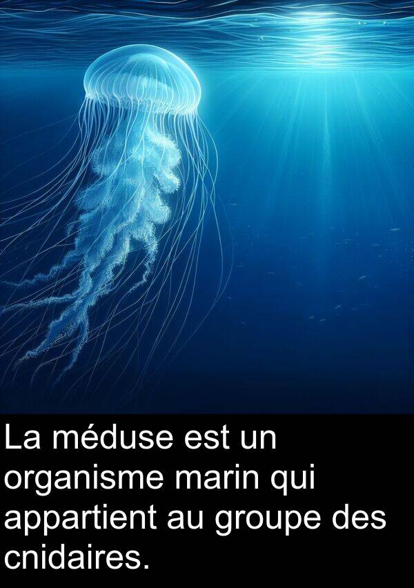 méduse: La méduse est un organisme marin qui appartient au groupe des cnidaires.