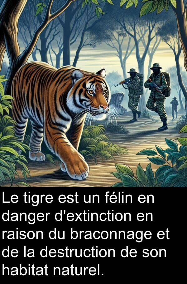 raison: Le tigre est un félin en danger d'extinction en raison du braconnage et de la destruction de son habitat naturel.