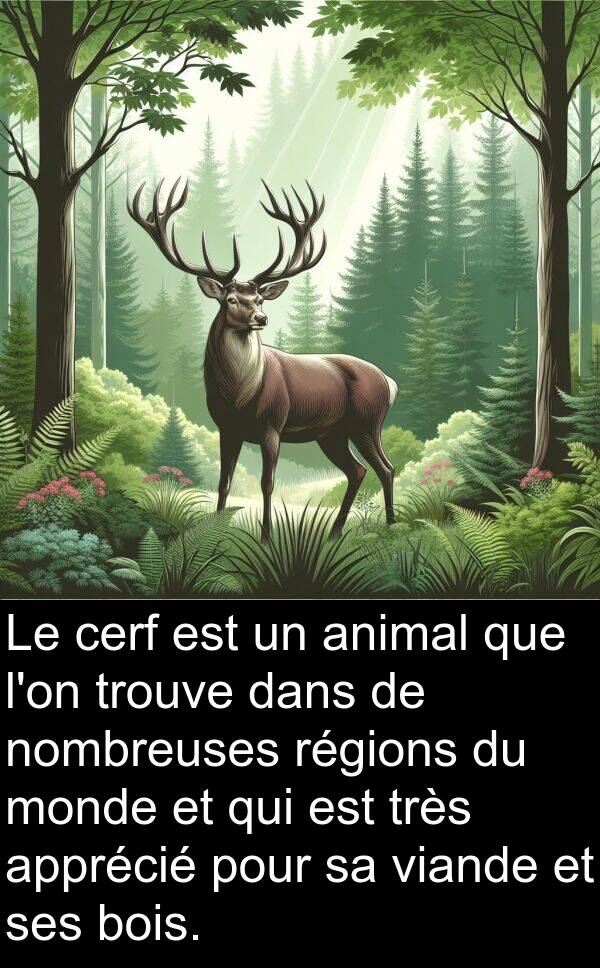 bois: Le cerf est un animal que l'on trouve dans de nombreuses régions du monde et qui est très apprécié pour sa viande et ses bois.