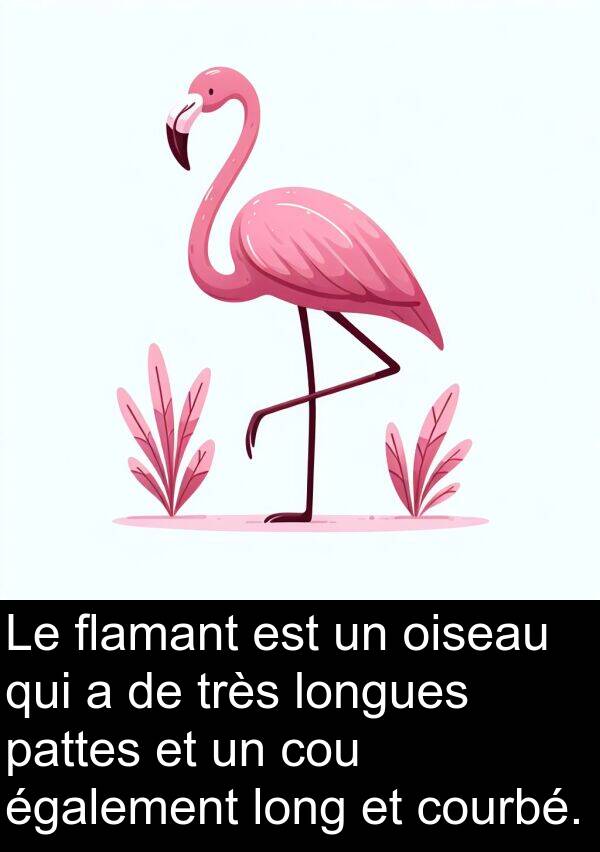 également: Le flamant est un oiseau qui a de très longues pattes et un cou également long et courbé.
