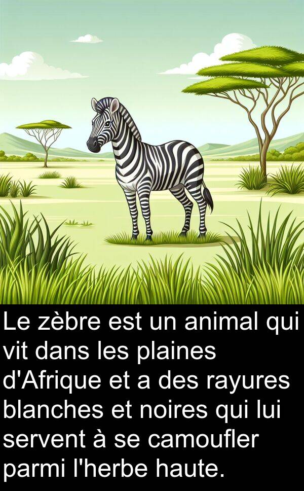 blanches: Le zèbre est un animal qui vit dans les plaines d'Afrique et a des rayures blanches et noires qui lui servent à se camoufler parmi l'herbe haute.