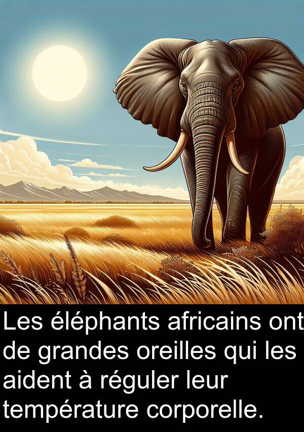 africains: Les éléphants africains ont de grandes oreilles qui les aident à réguler leur température corporelle.