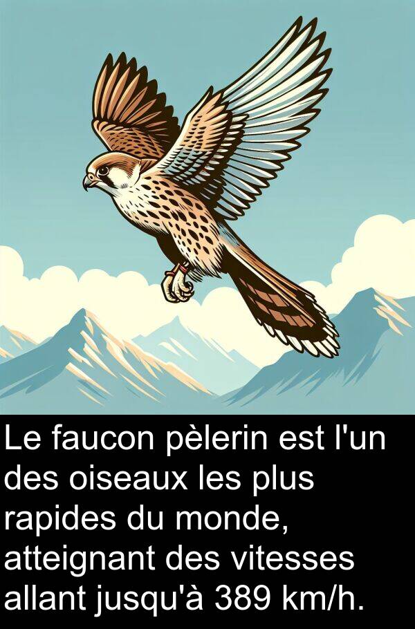 rapides: Le faucon pèlerin est l'un des oiseaux les plus rapides du monde, atteignant des vitesses allant jusqu'à 389 km/h.