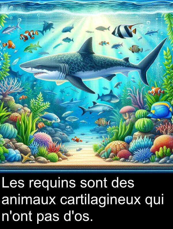 cartilagineux: Les requins sont des animaux cartilagineux qui n'ont pas d'os.