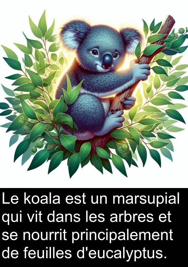 koala: Le koala est un marsupial qui vit dans les arbres et se nourrit principalement de feuilles d'eucalyptus.