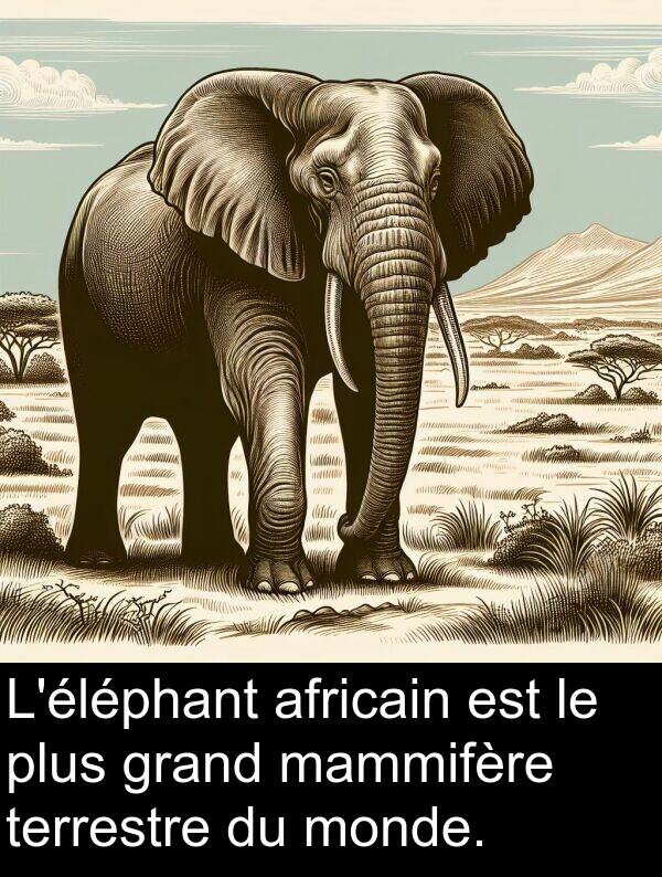 monde: L'éléphant africain est le plus grand mammifère terrestre du monde.