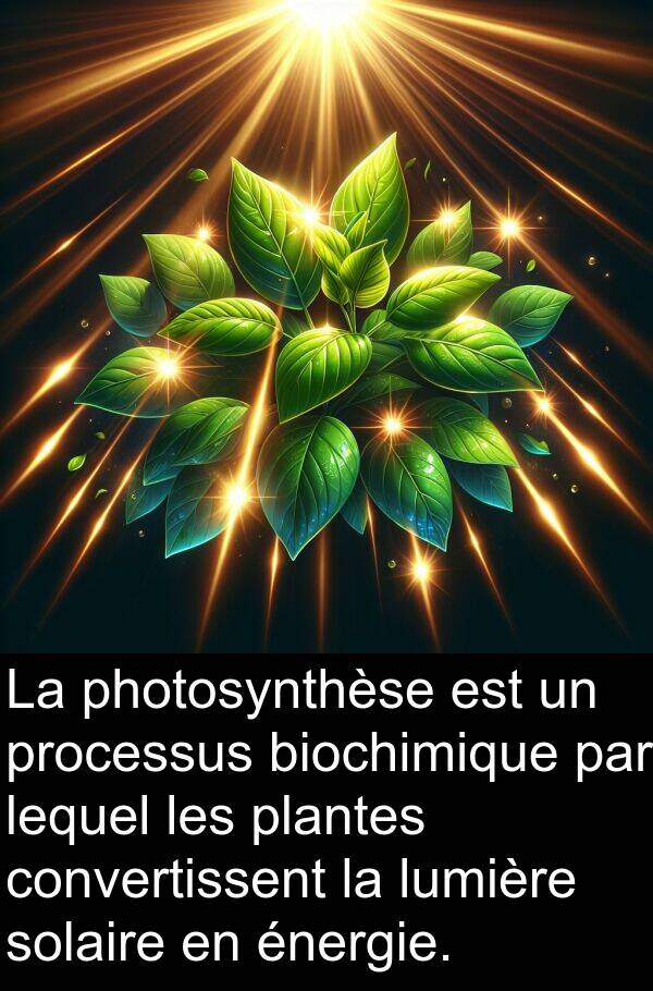 convertissent: La photosynthèse est un processus biochimique par lequel les plantes convertissent la lumière solaire en énergie.