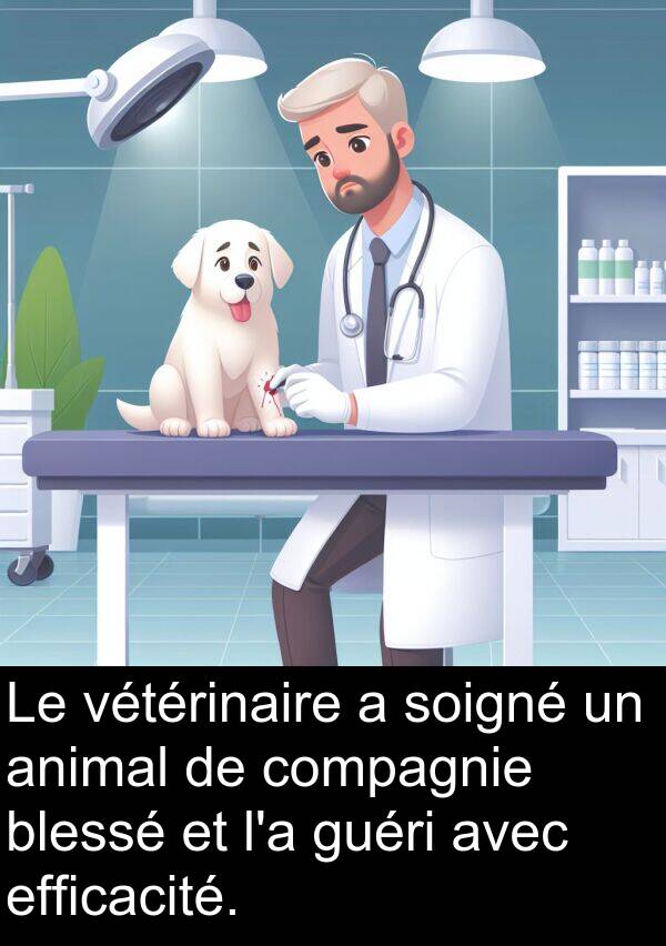 efficacité: Le vétérinaire a soigné un animal de compagnie blessé et l'a guéri avec efficacité.